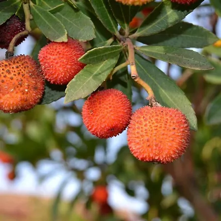 坦卡埃德酒店 酒店 卡波特拉